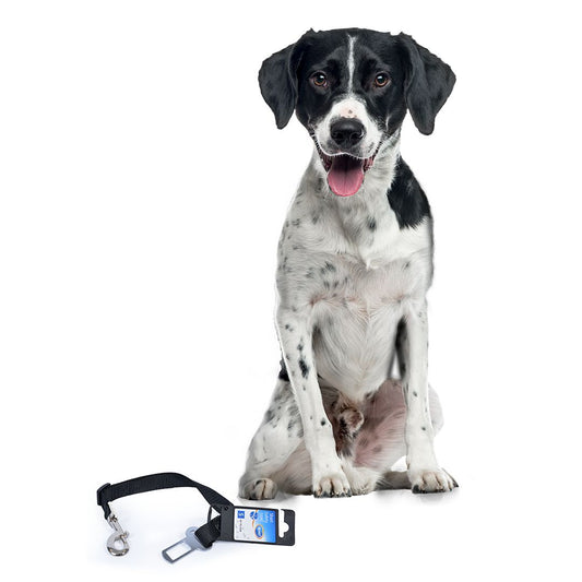 Veiligheidsgordel - Op reis met je hond? In veel landen verplicht