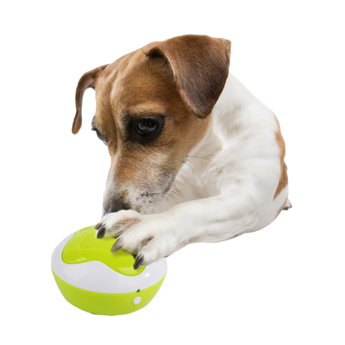 AFP Interactives – Dog Communication Buttons (Puppy Interpreter / Dog Talk)
