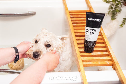 Animology White Wash - Dog shampoo for white coats 250 ml