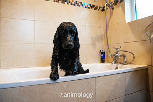 Animology Top Dog – Dog Conditioner 250ml