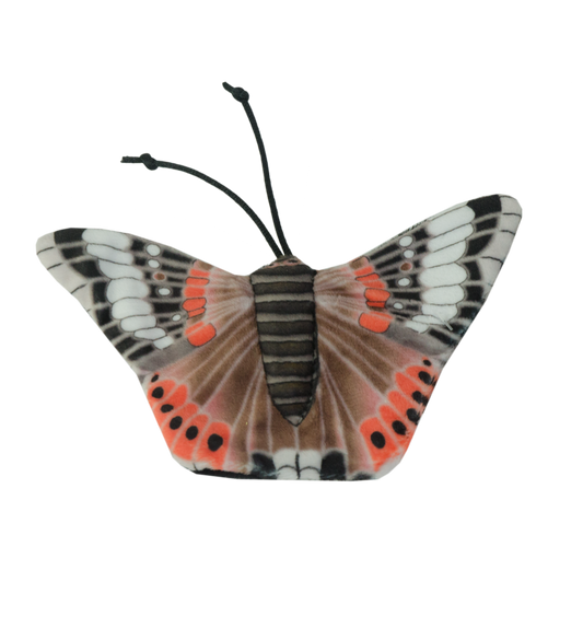 Wild Life Cat Admiral Butterfly