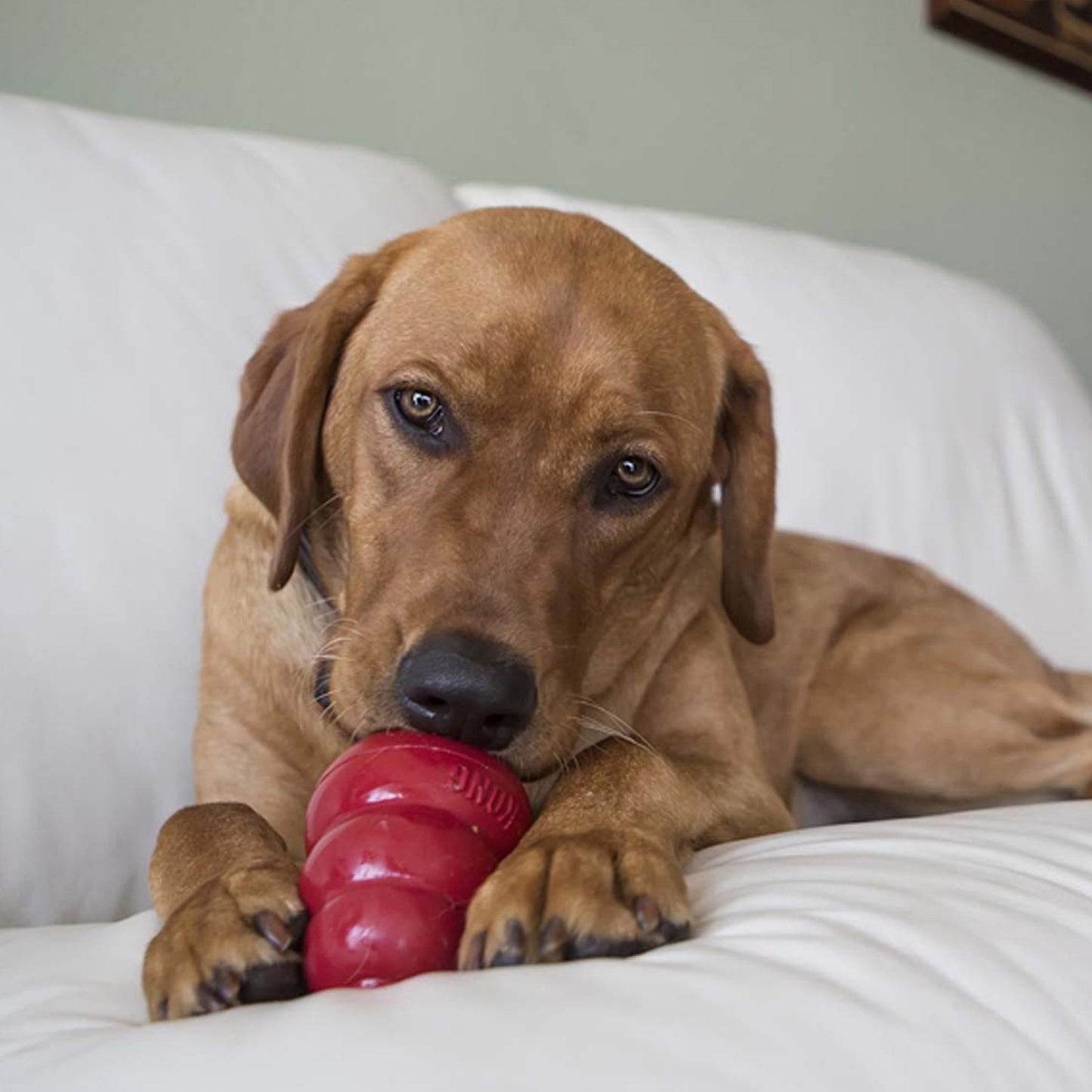 KONG Easy Treat Lever