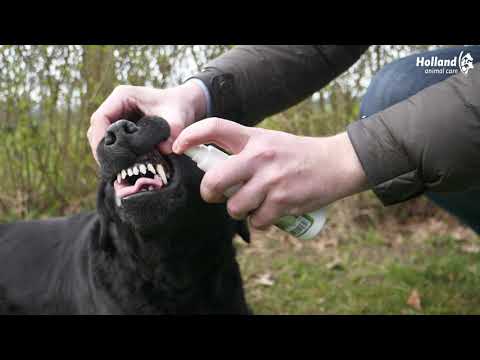 Excellent Pets Dental Oral Spray 150 ml – Spray bucco-dentaire chien & chat