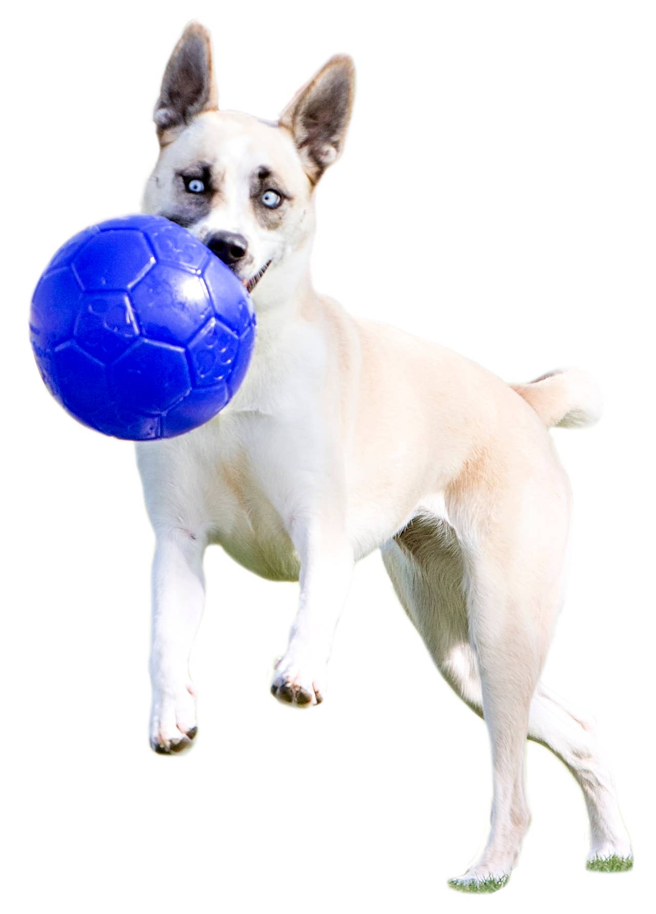 Jolly Ballon de Football 15cm Océan Bleu Hofman Animal Care