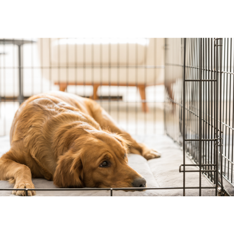 Cage pour chien Topmast – Noir TOPMAST