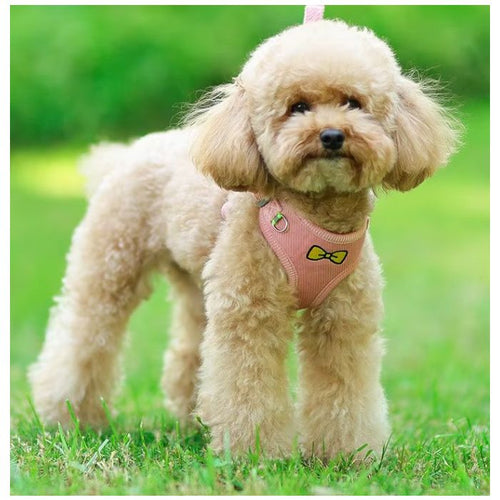 Dog harness with matching leash