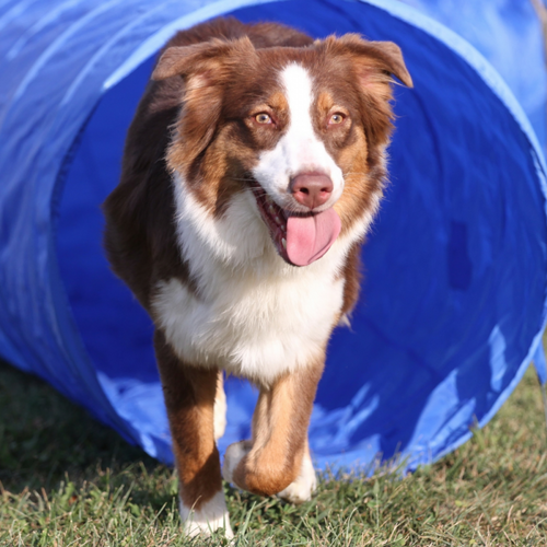 Tunnel d'agility Topmast - 5 mètres
