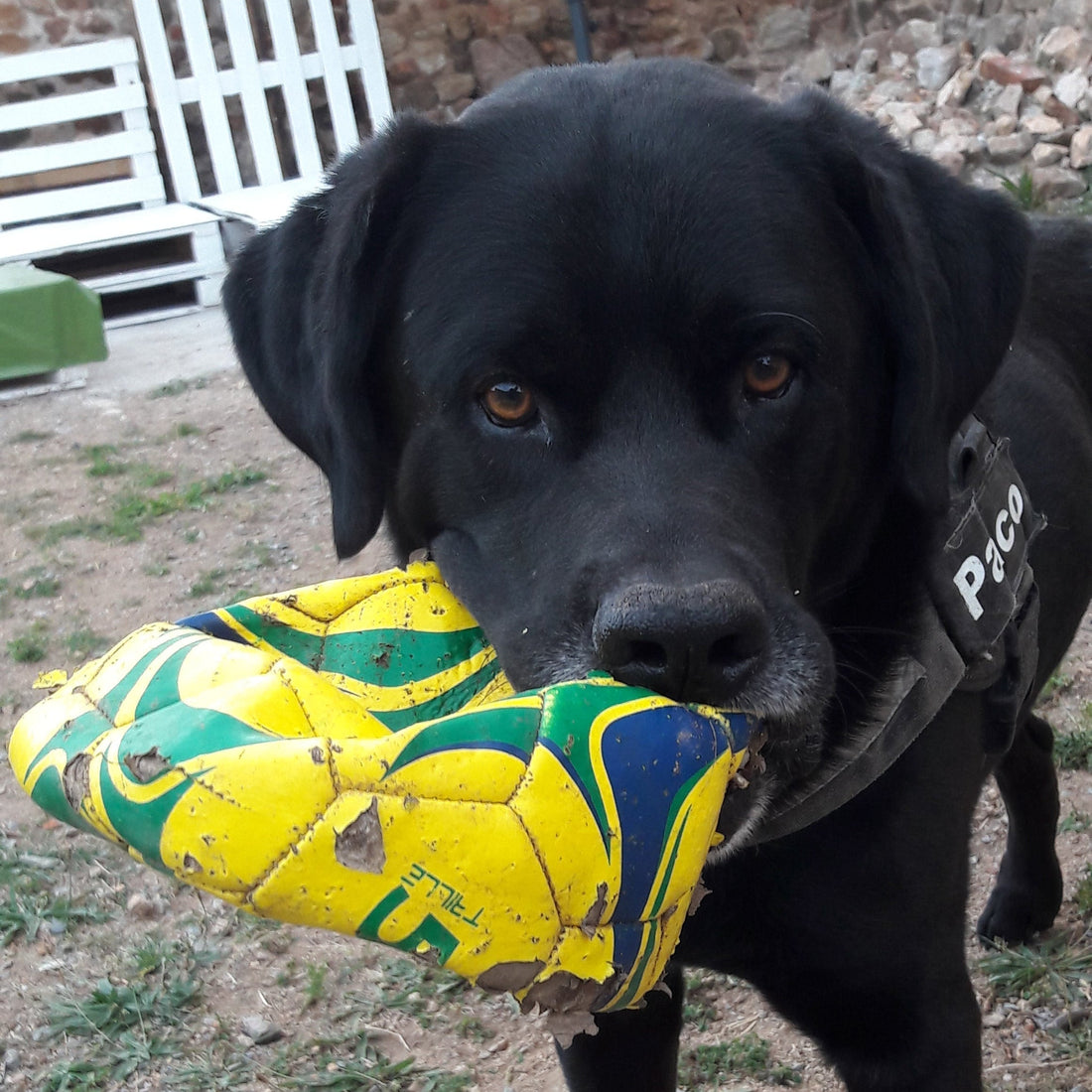 Pourquoi ton chien détruit tout ? (et comment l'occuper efficacement) - Trufféo