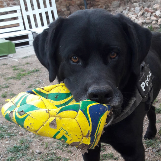 Pourquoi ton chien détruit tout ? (et comment l'occuper efficacement) - Trufféo