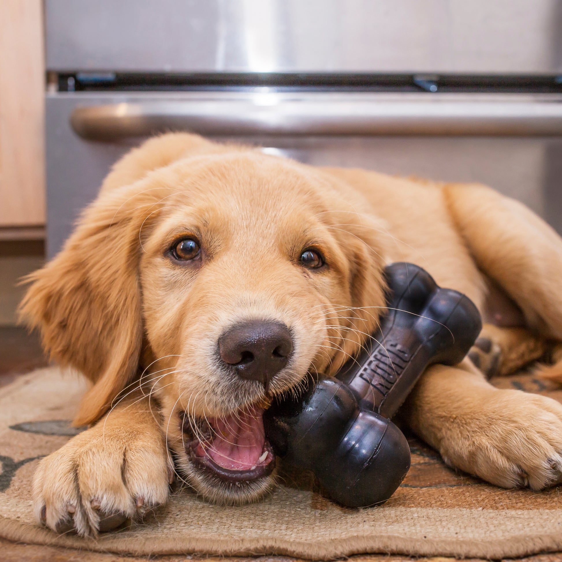 KONG Extreme Goodie Bone Petdiscount