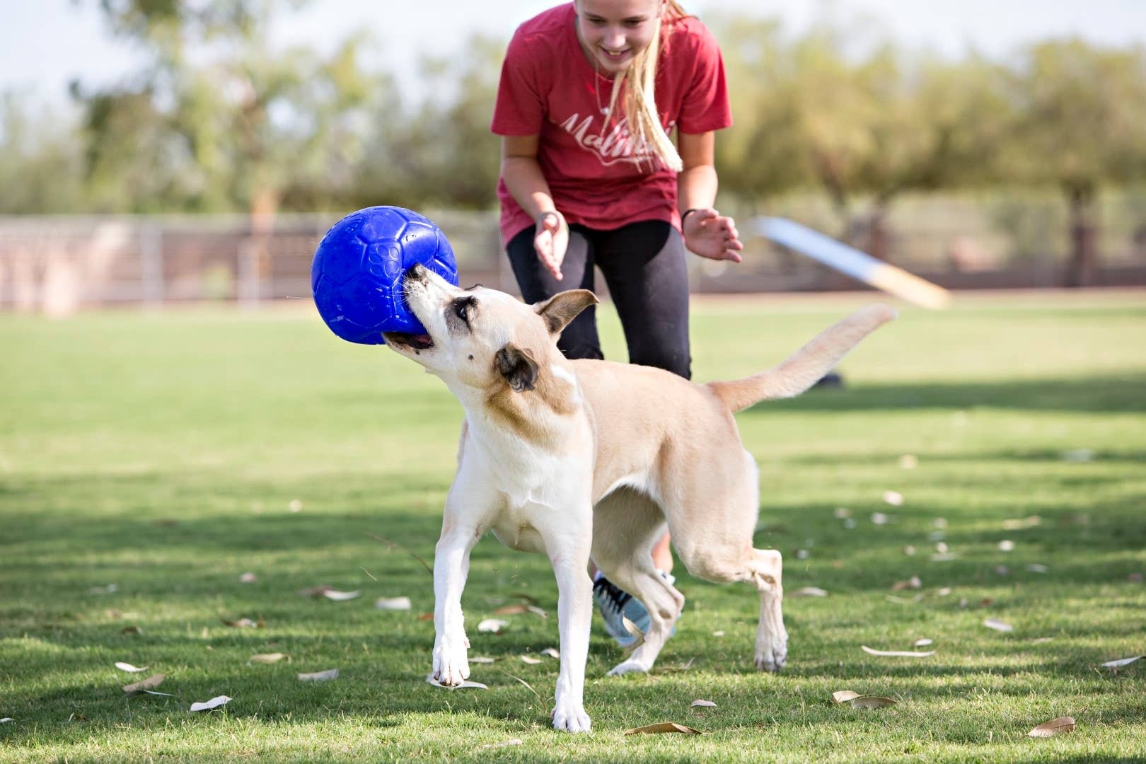 Jolly Ballon de Football 15cm Océan Bleu Hofman Animal Care
