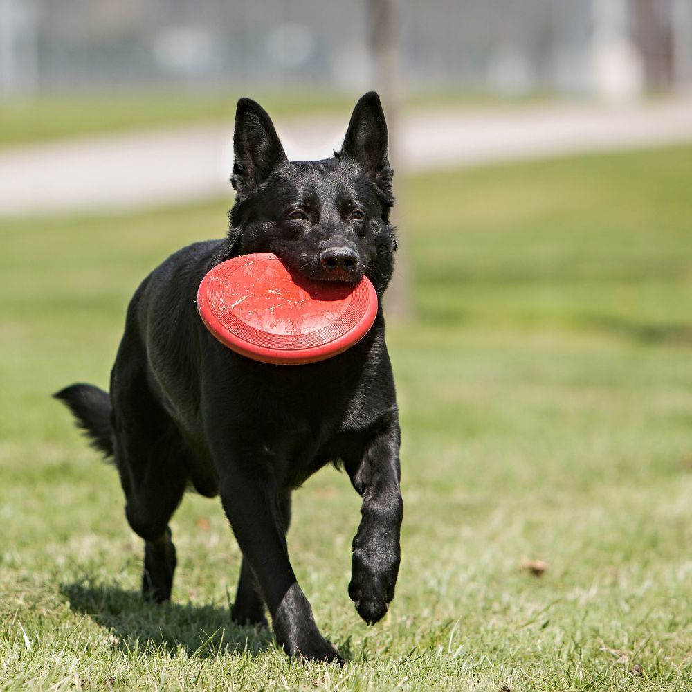 Kong Frisbee