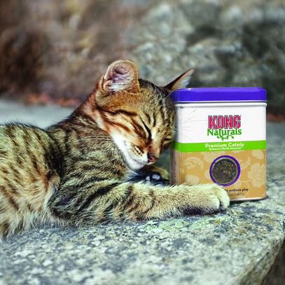 KONG - Herbe à Chat Naturals Premium Catnip 🌿🐱