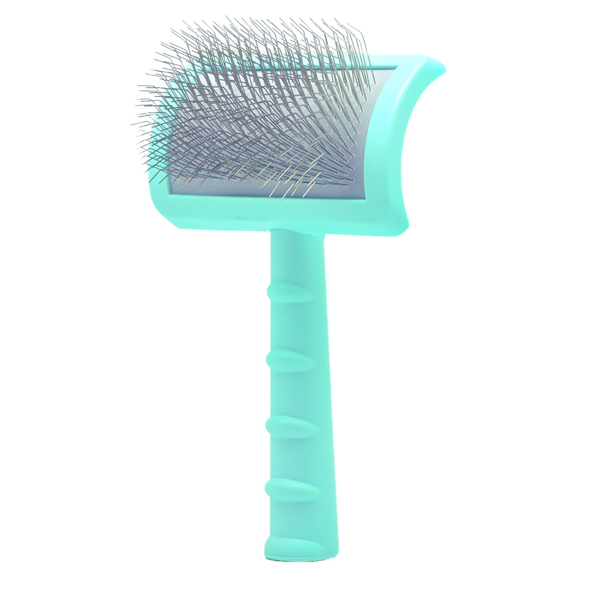 Carde Pastel bleue poils longs et denses Chadog