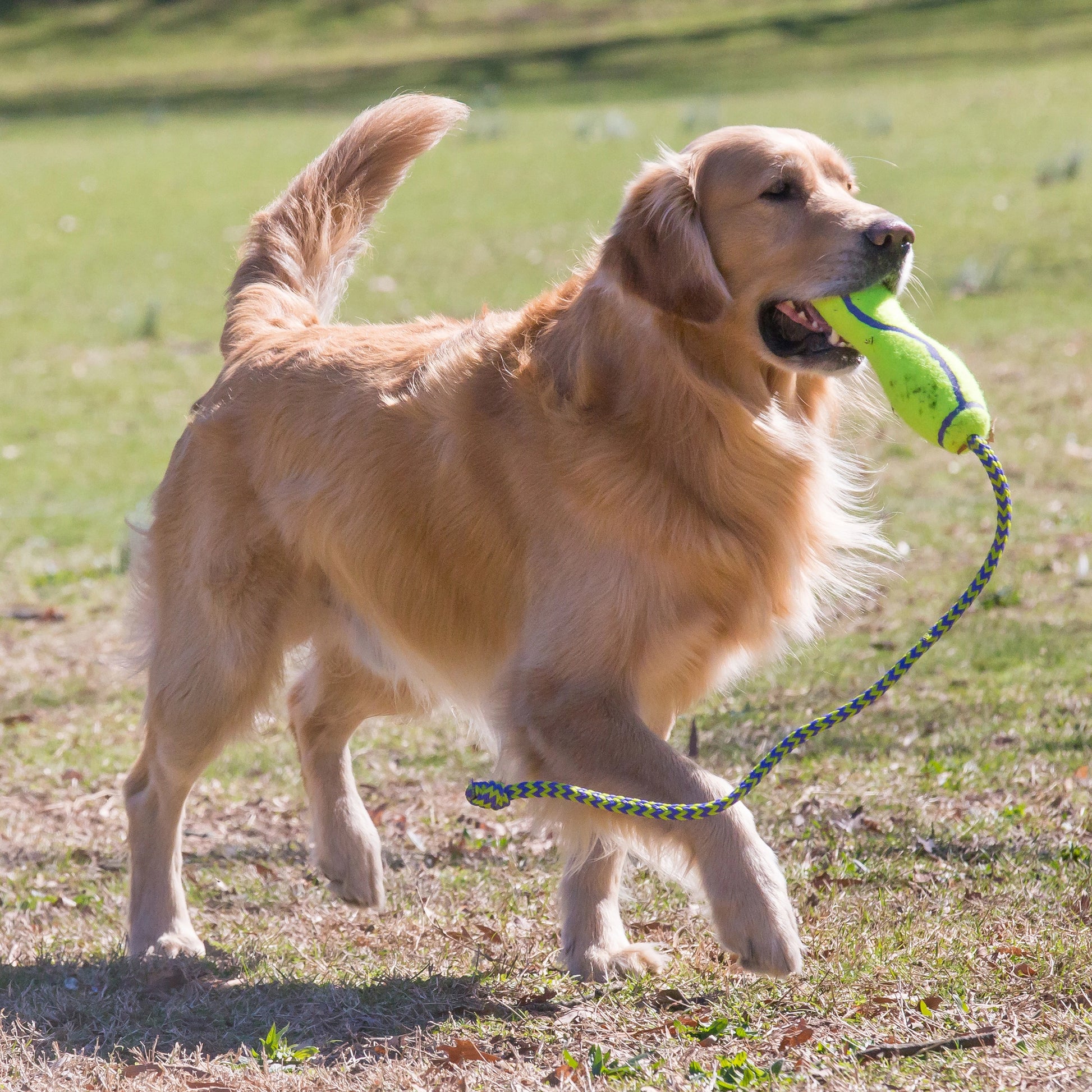 KONG Airdog® Fetch Stick taille L KONG