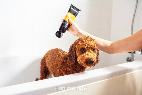 Animology Curly Coat – Shampooing chien poils bouclés 250 ml
