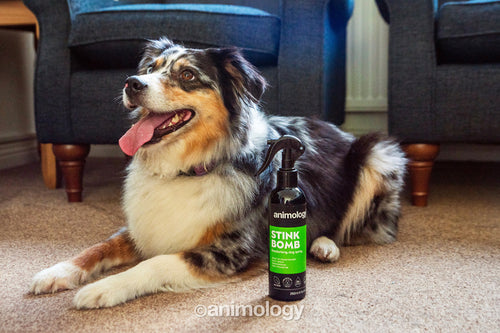 Animology Stink Bomb Deodorizing Dog Spray 250 ml