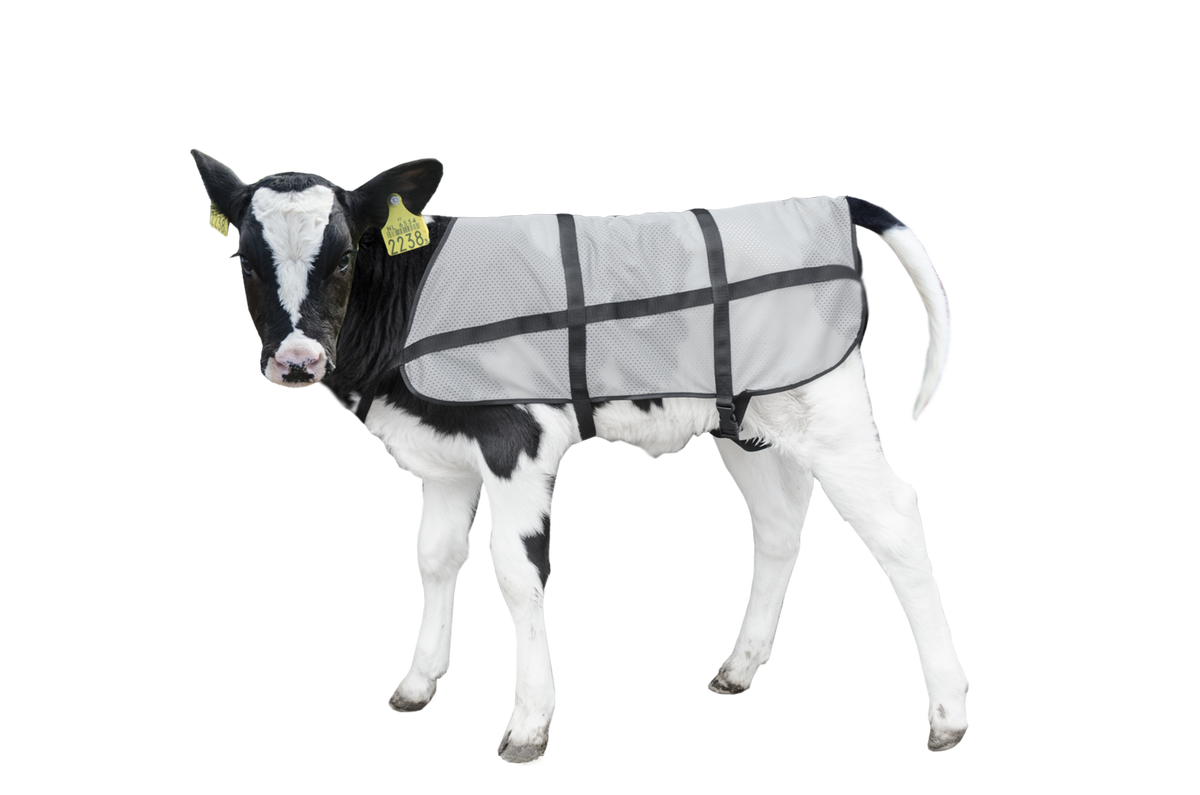 Bodyguard Calf Summer Blanket