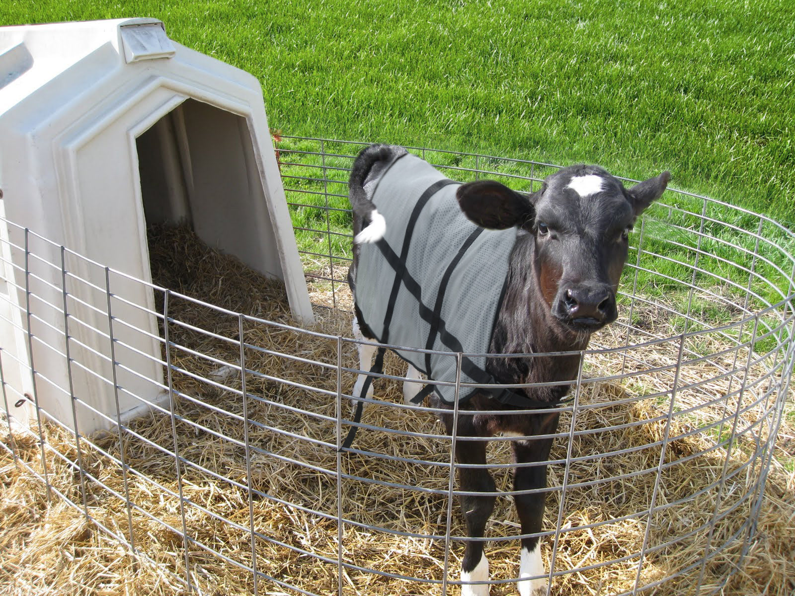 Bodyguard Calf Summer Blanket