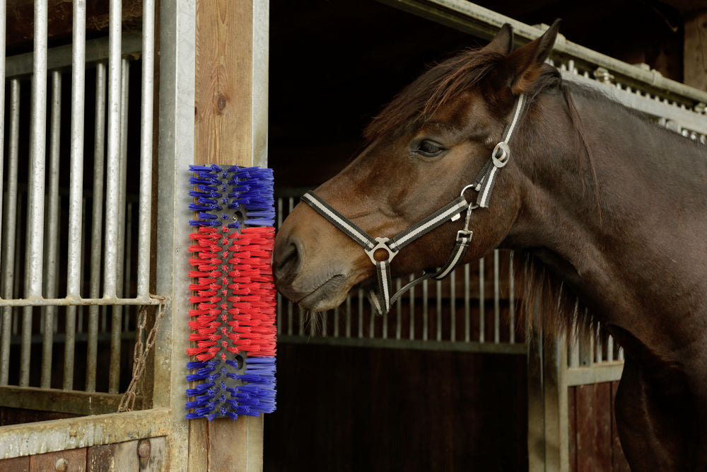 Brush for horse, cattle, goat