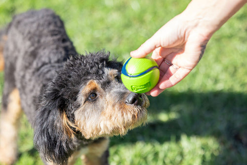 Chuckit! Sniff Fetch Ball — Bacon & Beurre de Cacahuète (Taille M • Lot de 4)