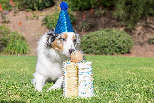Balle d'Anniversaire Chuckit! Birthday Fetch Ball M