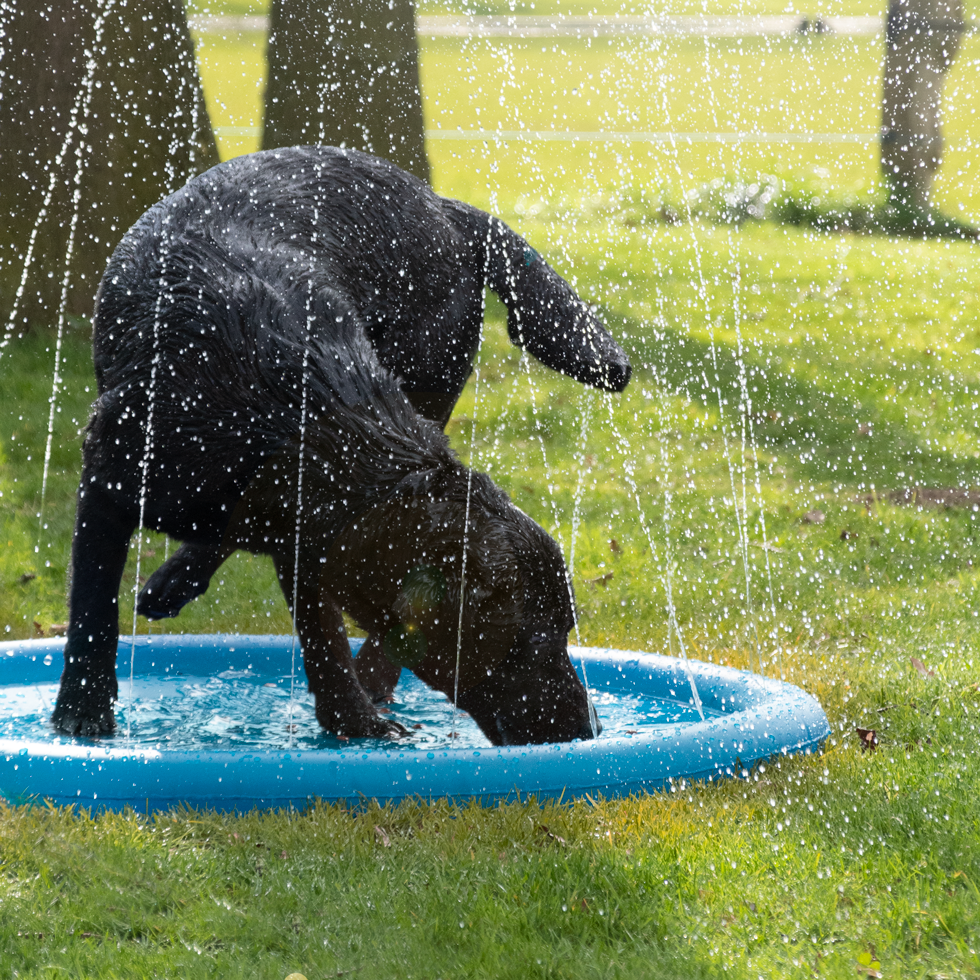 CoolPets Splash Pool Water Sprinkler 100 cm