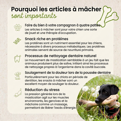 Os d'autruche XXL pour chien sans conservateurs Kauartikel.com GmbH