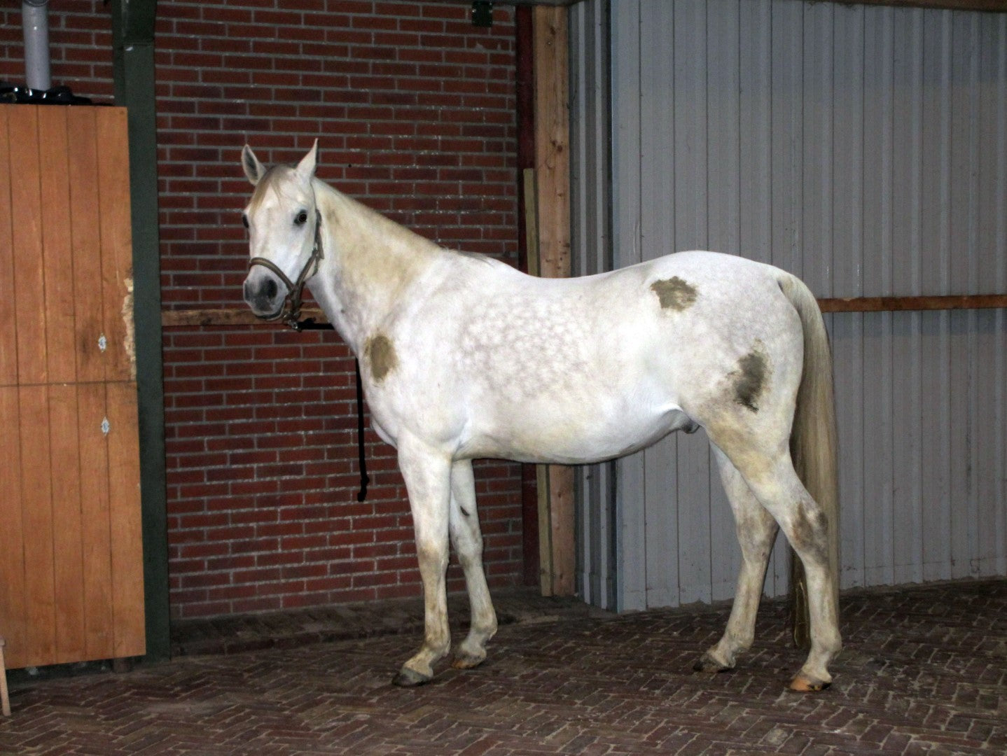 Excellent Horse Hi Gloss Clean Spray 500 ml