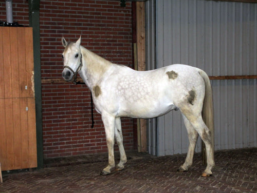 Excellent Horse – Hi Gloss Clean, spray nettoyant sans rinçage 500 ml