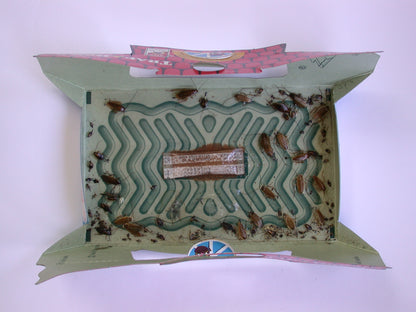 HoyHoy Trap-A-Roach 5-Pack