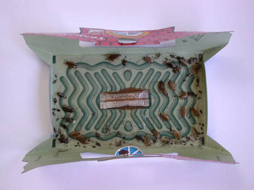 Pièges à Cafards HoyHoy Trap-A-Roach – Lot de 5