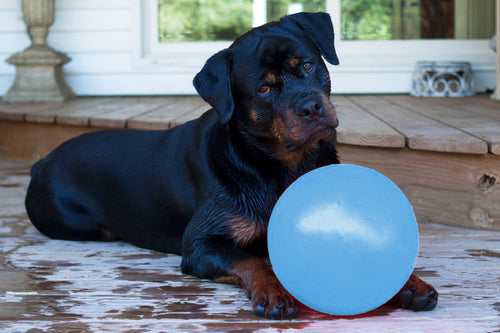 Jolly Pets Bounce-n-Play Blueberry – Balle pour chien L 20 cm