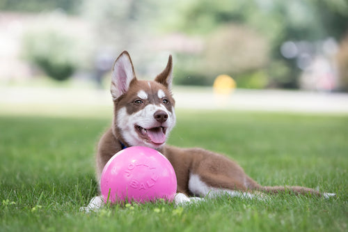 Jolly Pets Bounce-n-Play Bubblegum – Balle pour chien L 20 cm