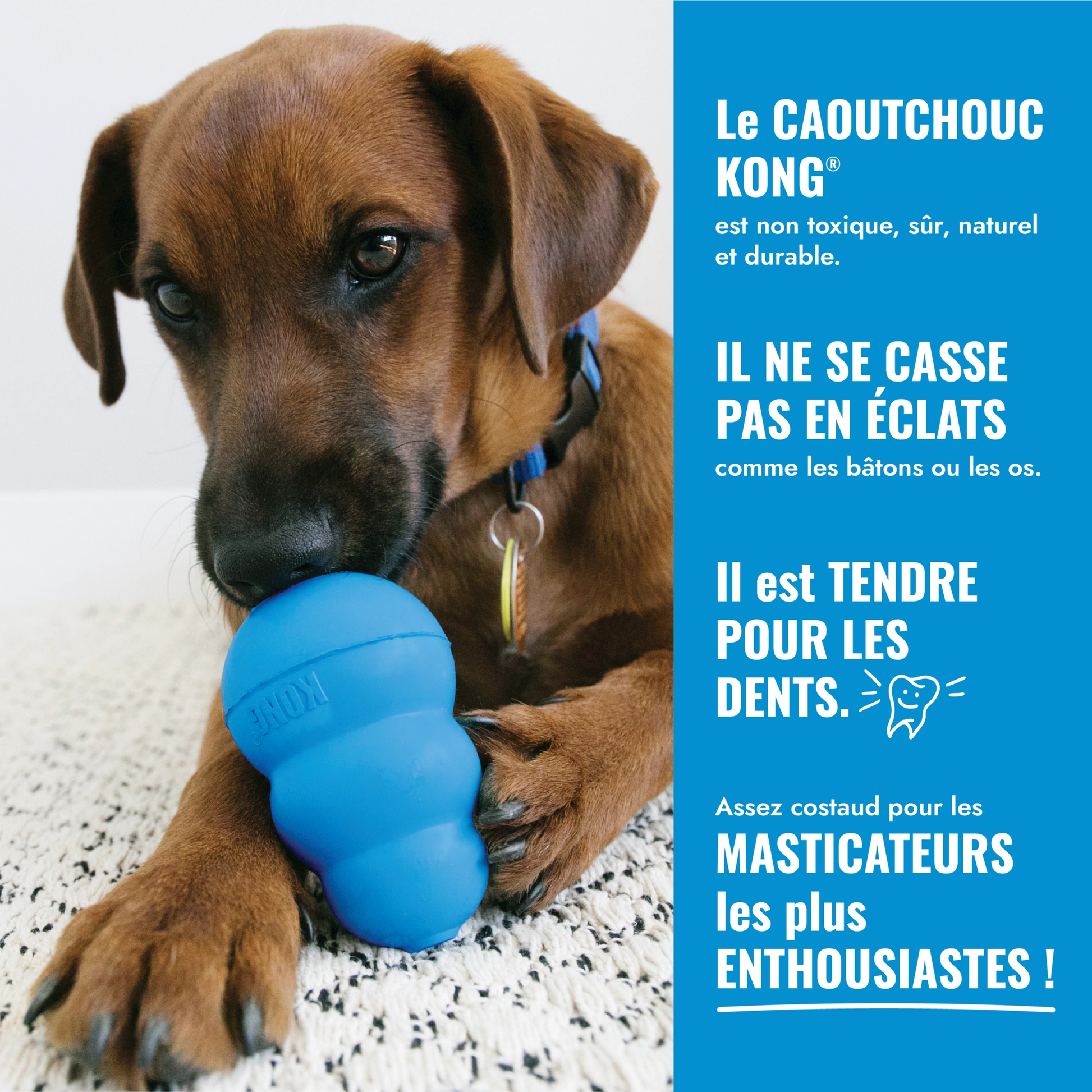 KONG Puppy Petdiscount