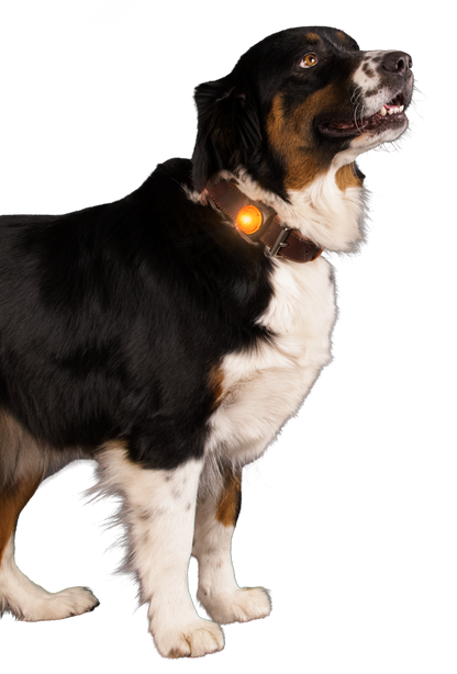 Nightwalk Safety Light Orange