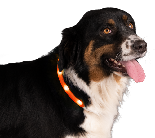 Collier de sécurité de nuit Orange