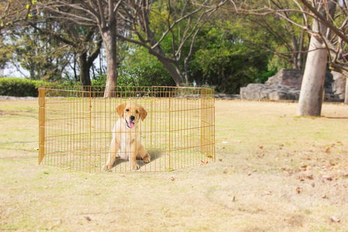 Parc pliable pour chien 8 panneaux – Maison, voyage et exposition