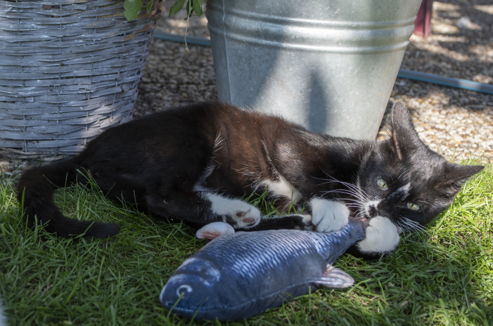 Robocat Fish Goldfish