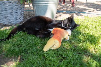 Robocat Fish Goldfish