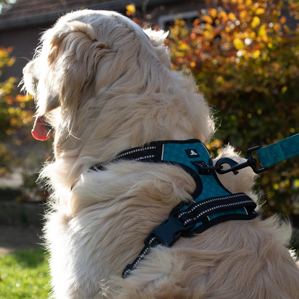 Harnais Anti-Traction pour Chien Spotted! Pro – No Pull, Confort & Contrôle Spotted! Pro