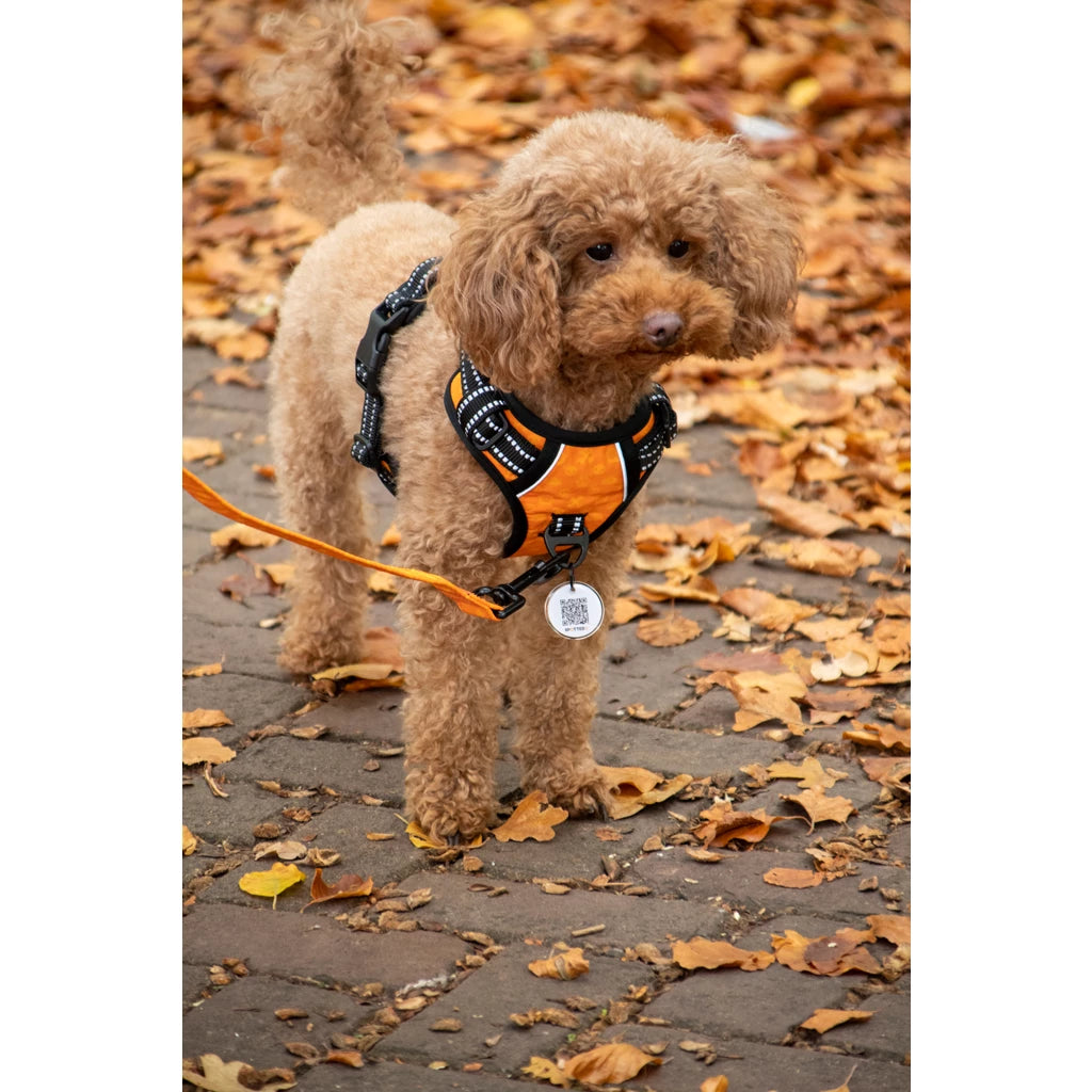 Harnais Anti-Traction pour Chien Spotted! Pro – No Pull, Confort & Contrôle Spotted! Pro