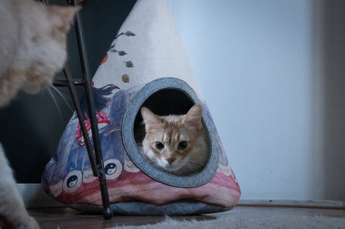 Tipi pour Chat TAKARA – Nid Douillet et Élégant
