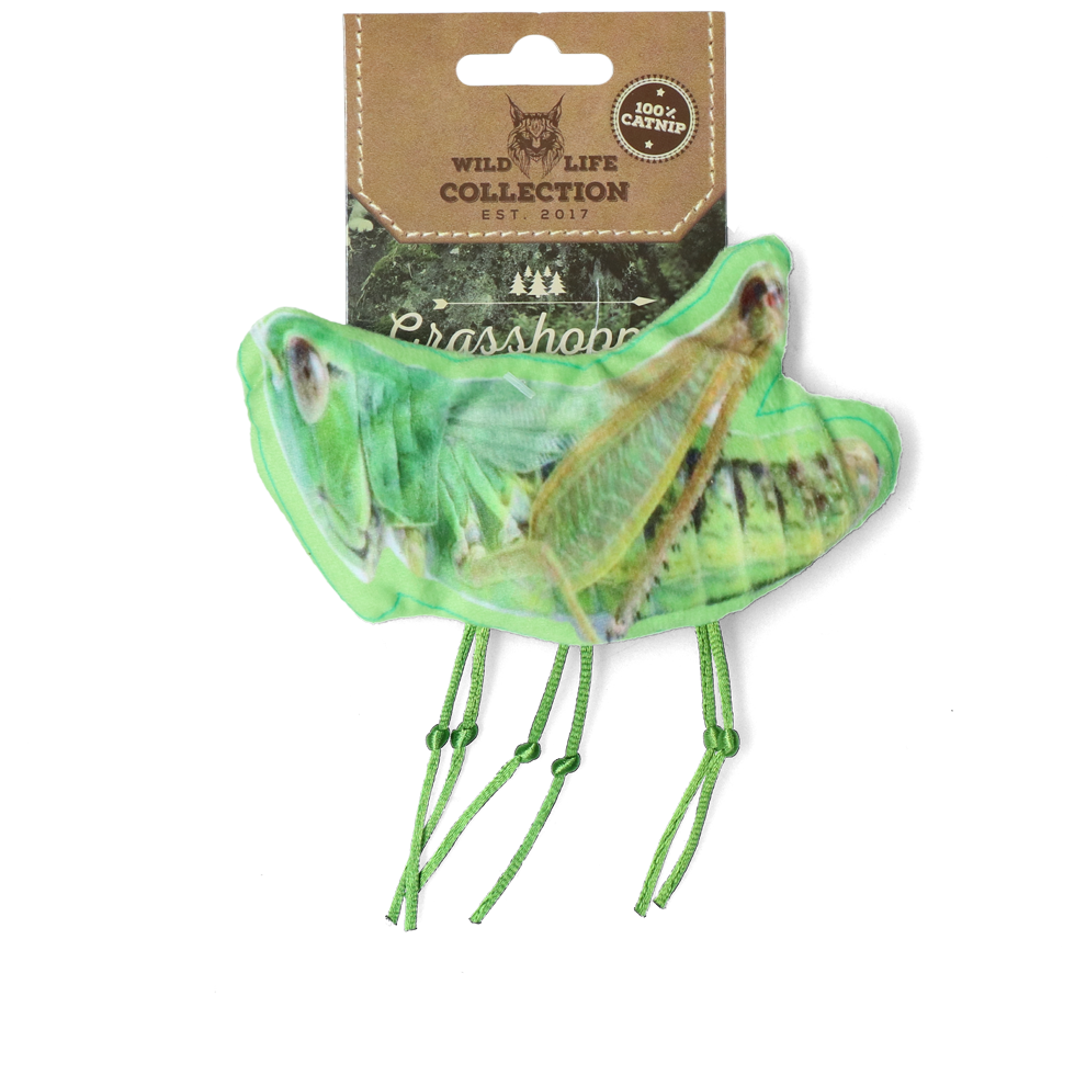 Wild Life Cat Grasshopper