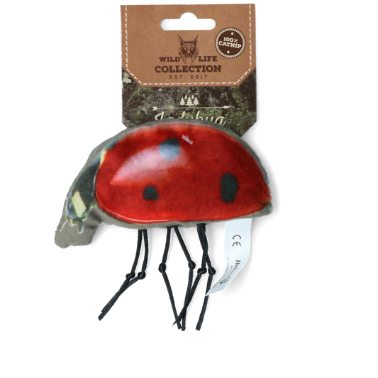 Wild Life Cat Ladybug