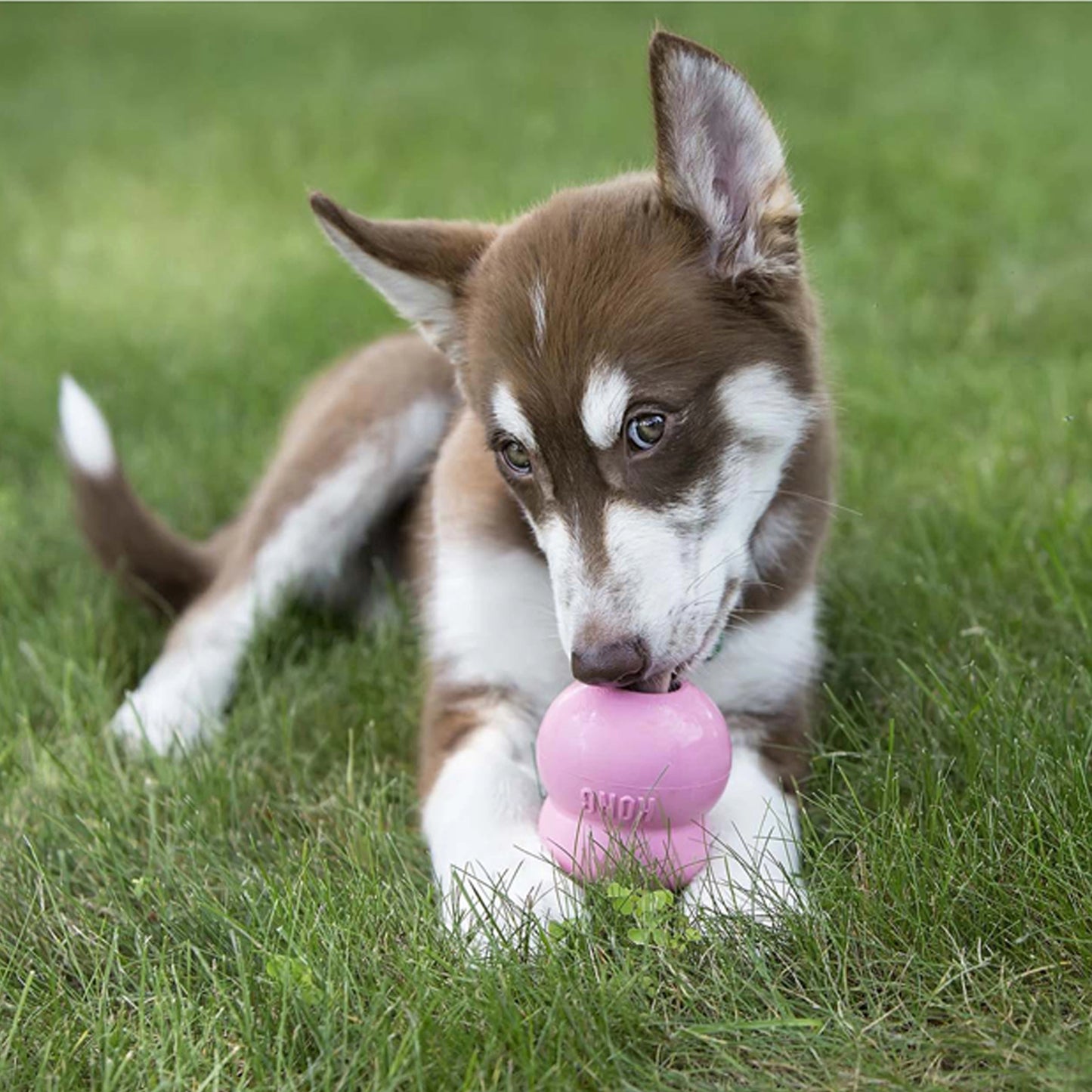 KONG Puppy Easy Treat Petdiscount