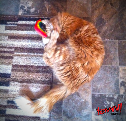 Yeowww! Jouet pour Chat à l’Herbe à Chat Bio Arc en ciel – 17,7 cm