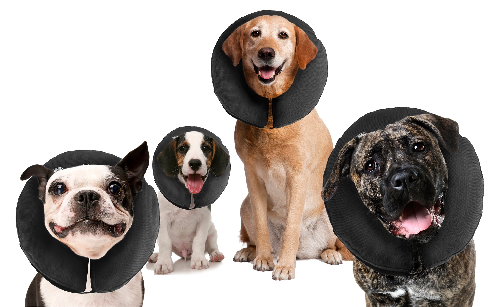 Zenpet ProCollar XXL
