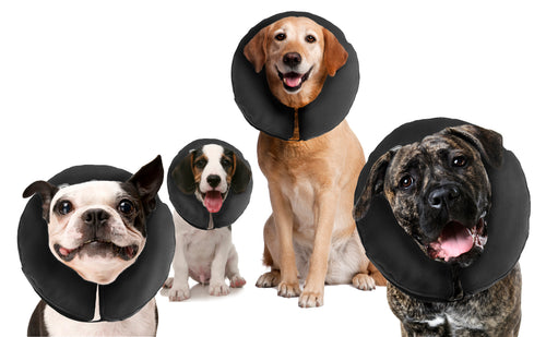 Collerette de convalescence confort ZenCollar