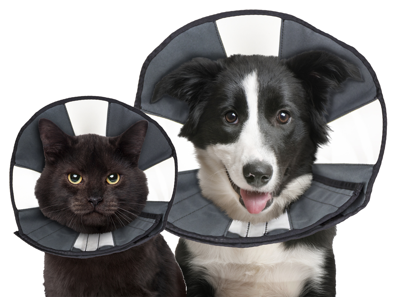Zenpet Procone XL